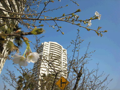 032107sakura.gif